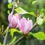 Magnólia hybridná (Magnolia hybrida) ´ANN´- výška rastliny 20-40 cm, kont. C3L